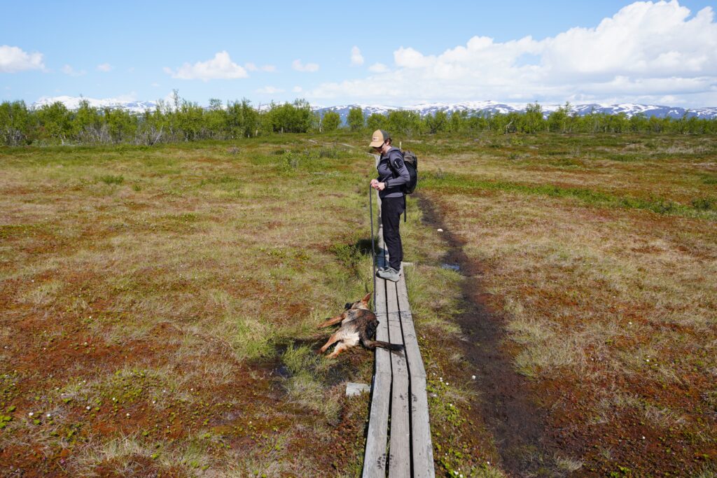 Maresa und Hund Nero wandernd im Abisko Nationalpark in Schweden