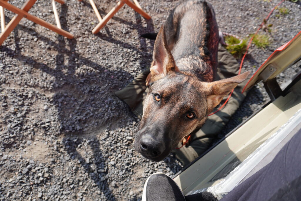 Hund Nero direkt in die Kamera schauend