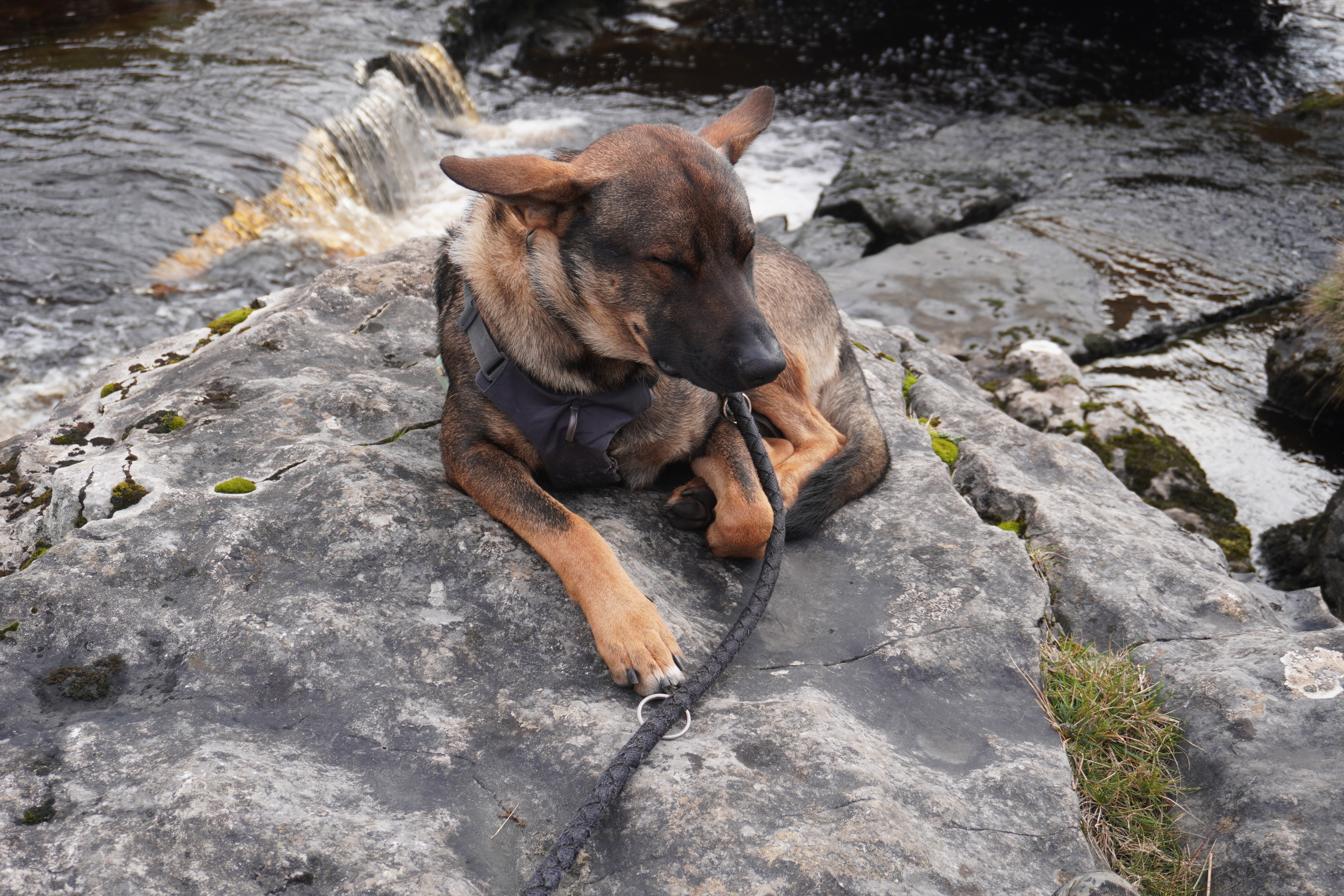 Trailhund Nero auf einem Stein liegend während der JOGLE Fernwanderung durch Großbritannien