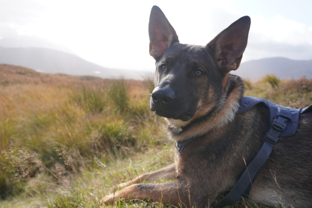 Trailhund Nero während der JOGLE Fernwanderung durch Großbritannien
